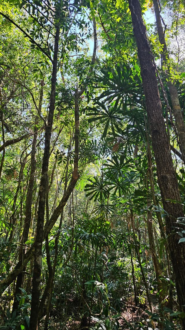 The Grand Konia - Jungle Trekking Tour