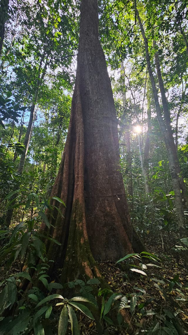 The Grand Konia - Jungle Trekking Tour