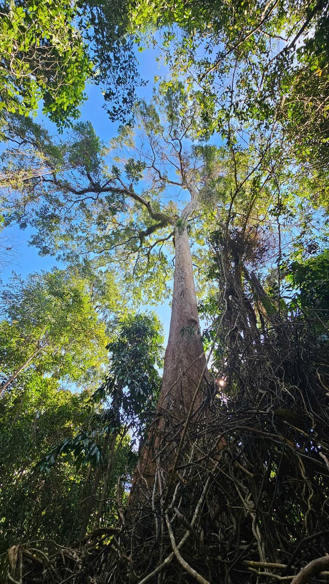 The Grand Konia - Jungle Trekking Tour