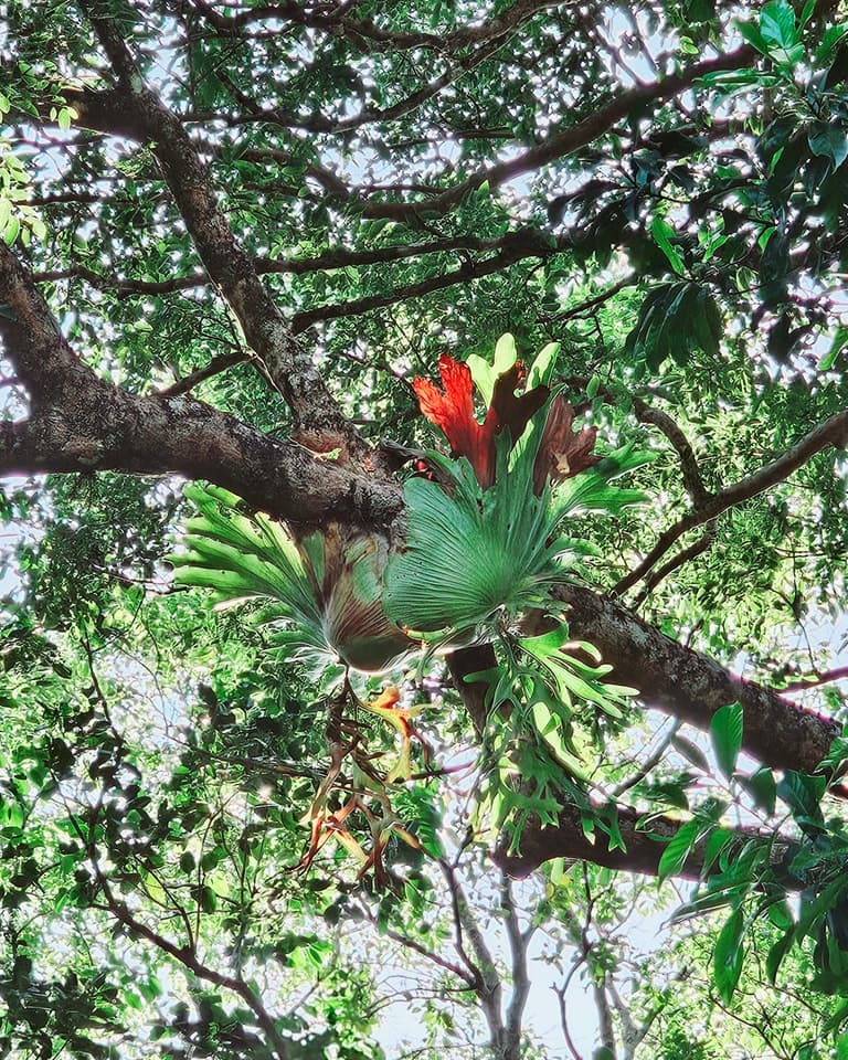 Discover the Enigmatic Dragon Nest on Phu Quoc Island